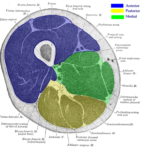 File:Compartments of the Thigh.png