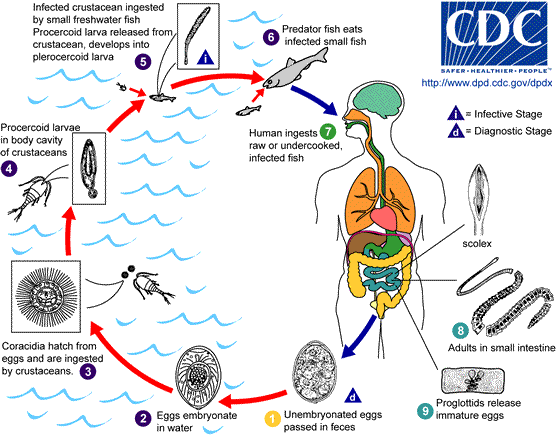 File:Dlatcycle.png