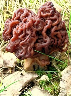 Gyromitra mushrooms