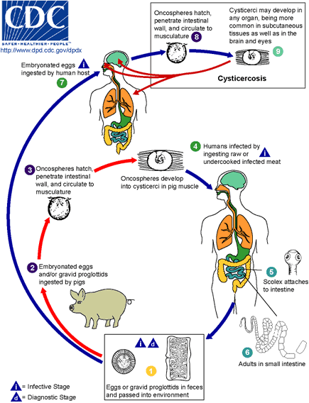 Life cycle of Taenia solium.