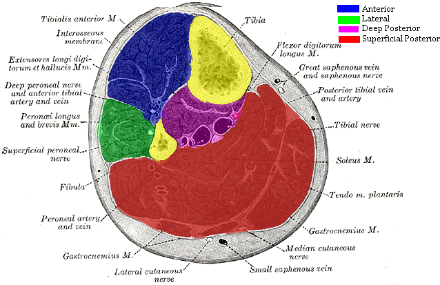 File:Lower leg compartment.png