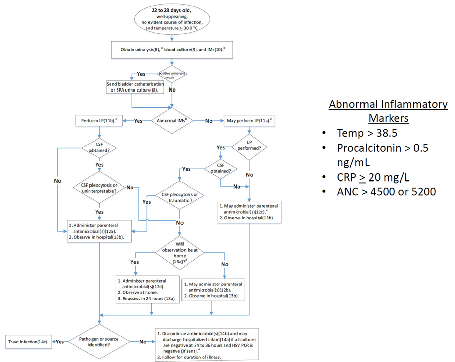 22-28 day algorithm