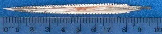 File:Stringray's sting.jpg