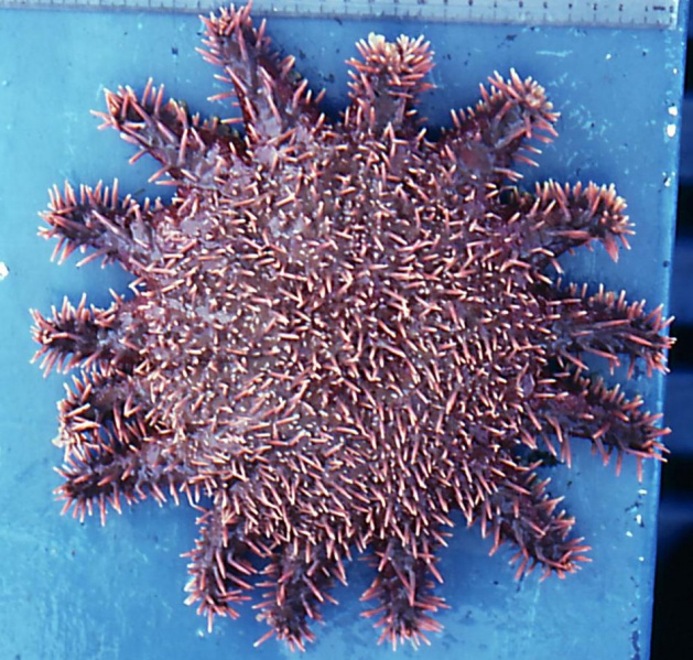 File:Acanthaster ellisii.jpg