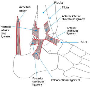 Ankle anatomy.png