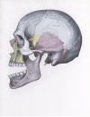 Anterior Dislocation.jpeg