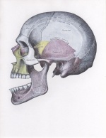 Anterior Dislocation.jpeg