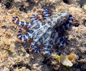 Blue-ringed-octopus.jpeg
