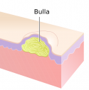 Bulla.png