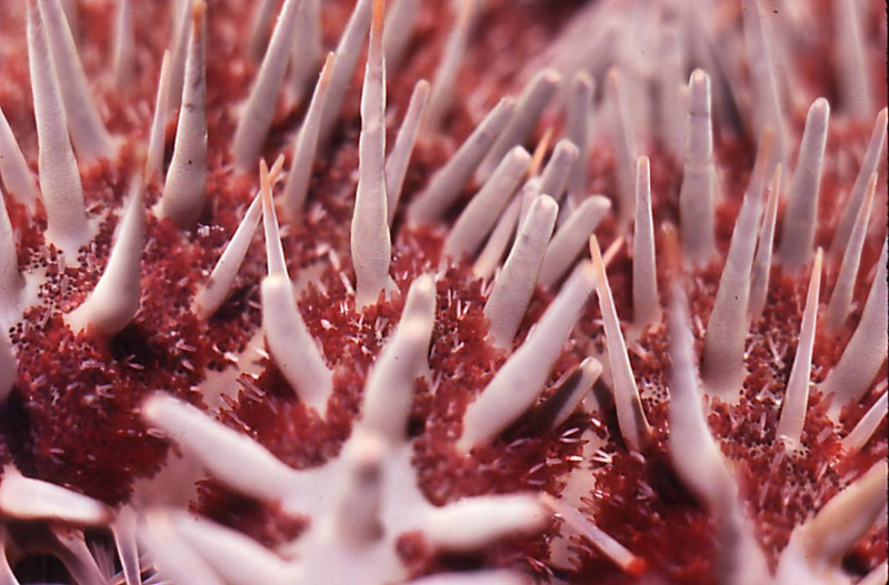 File:COTS aboral surface.jpg