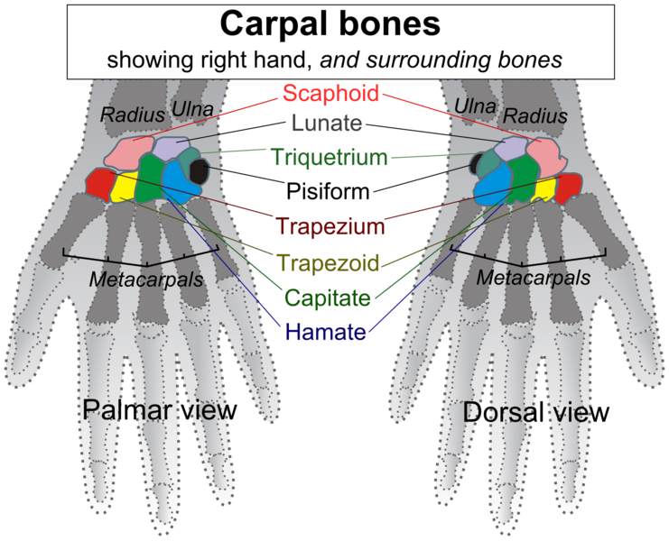 File:Carpal bones.png