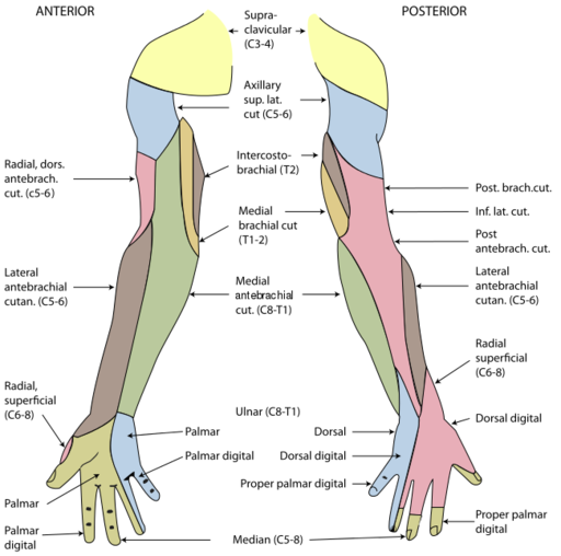 Cutaneous innervation of the upper limb.svg