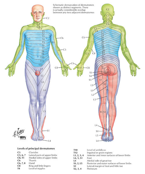 File:Dermatome Map.jpg