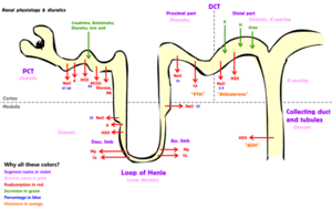 DiureticsMechanism.gif