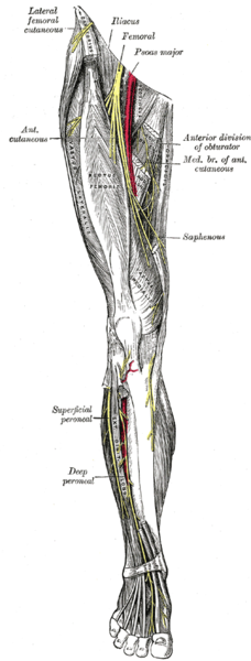 File:Gray827.png