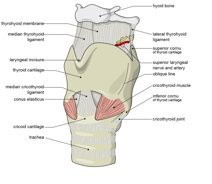 File:Larynx external en.png