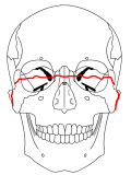 LeFort3b.png