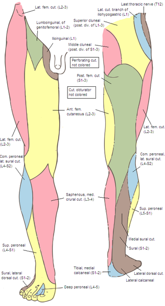 File:Lower limb peripheral innervation.png