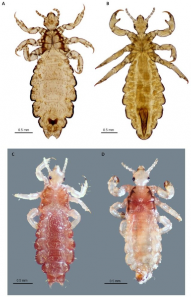File:PMC3828170 ppat.1003724.g001.png