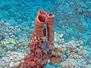 Phylum porifera.jpg