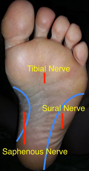 File:Plantar Nerve Distribution.jpg