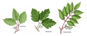Poison-ivy-oak-sumac.jpg