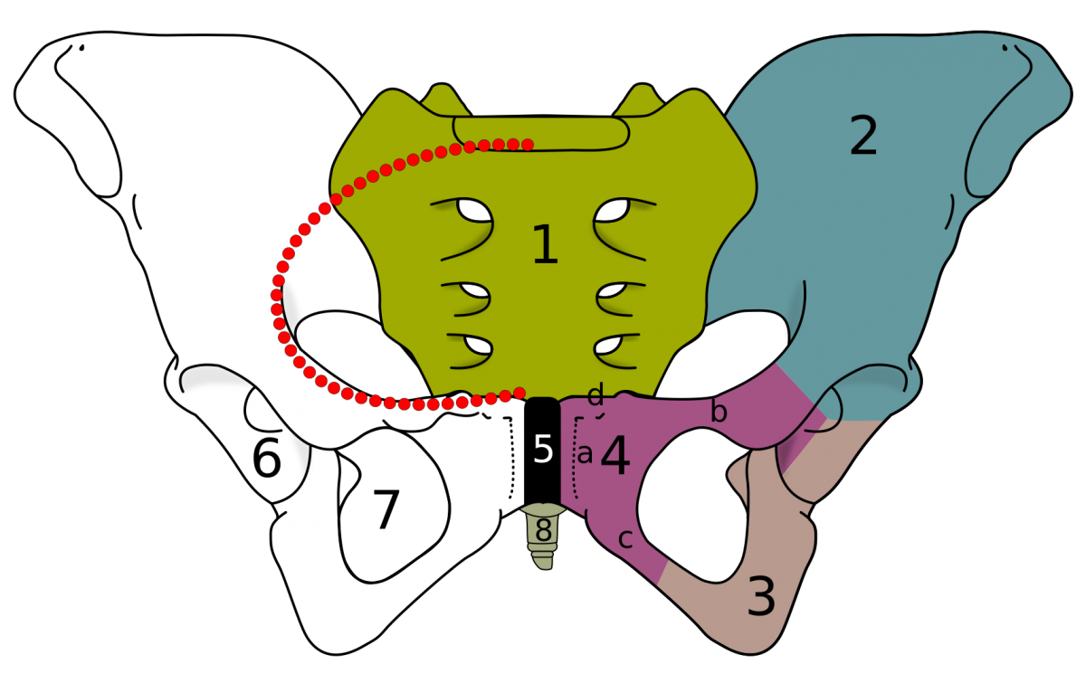1200px-Skeletal_pelvis-pubis.png