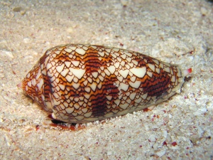 A dangerous cone to handle, Conus textile.