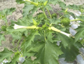 Thumbnail for version as of 05:06, 17 April 2015