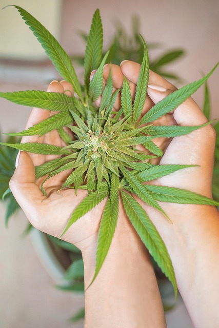 What is the process of growing cannabis?